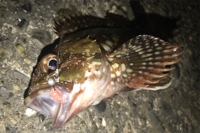 やっぱりカサゴ