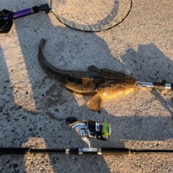 マゴチ釣れました！