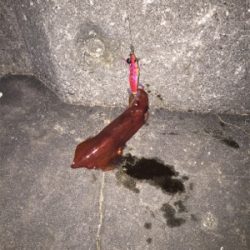 ケンサキ調査でつれちゃった