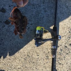 ガッシーゲーム