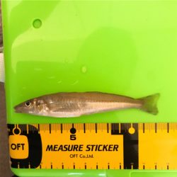 よーやくまとまった釣果キス