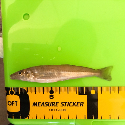 よーやくまとまった釣果キス