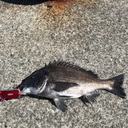 やっぱり楽しいチヌ釣り