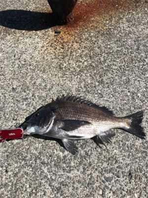 やっぱり楽しいチヌ釣り