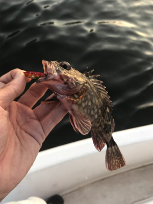 真夏の名港ボート