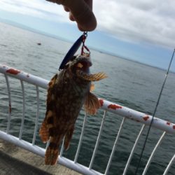 平磯海釣り公園にて