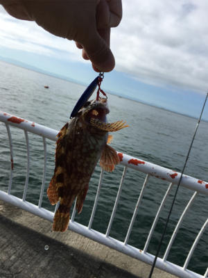平磯海釣り公園にて
