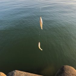 ちょい投げと泳がせ釣り