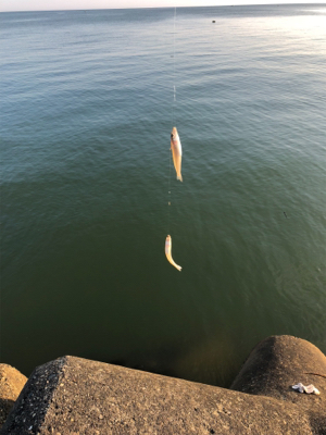 ちょい投げと泳がせ釣り