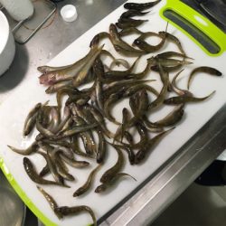 仙台堀川公園でハゼ釣り