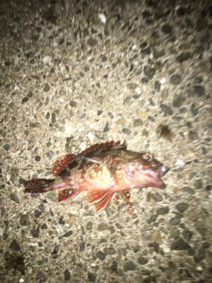 親父たちの釣行 第6弾