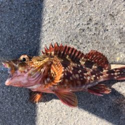 ゆうまづめ前のサビキ釣果♪