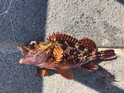 ゆうまづめ前のサビキ釣果♪