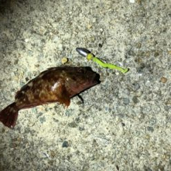 ガシラのあたり多し！