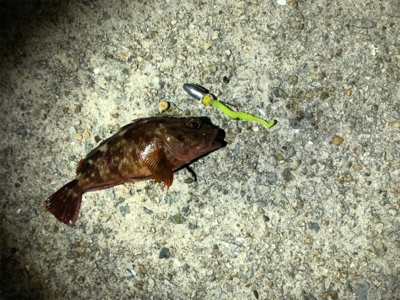 ガシラのあたり多し！