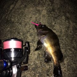 アジを求めて初大阪釣行へ