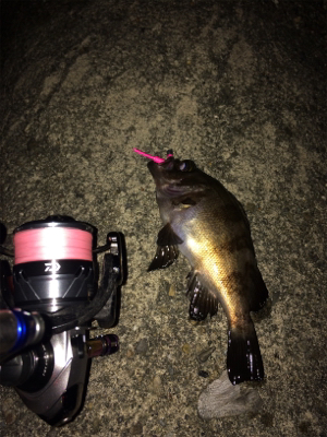 アジを求めて初大阪釣行へ