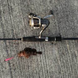 アジングのはずが・・・