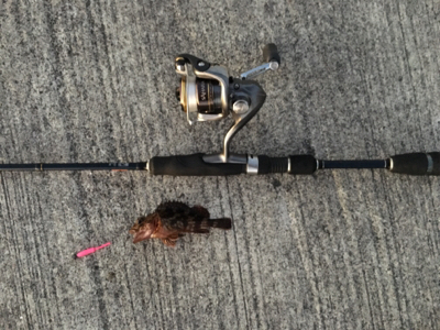 アジングのはずが・・・