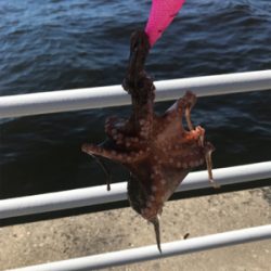 ロスト地獄のオクトパッシング