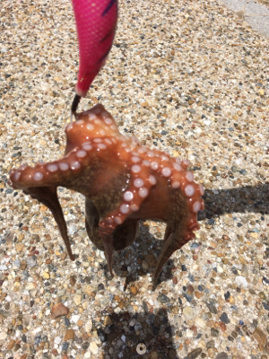 今日は渋かった