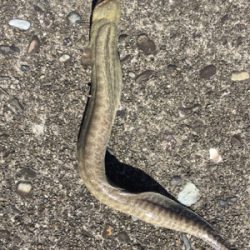 モンスターハント！！！！