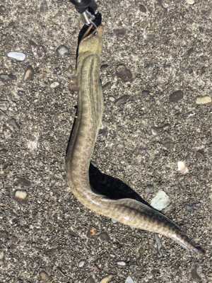 モンスターハント！！！！