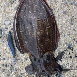 夏イカエギング