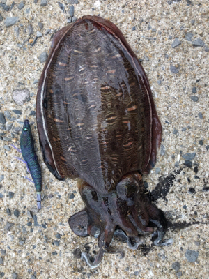 夏イカエギング