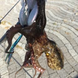 ちょっとだけ遠征も？