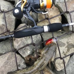 さくっとハゼクラ