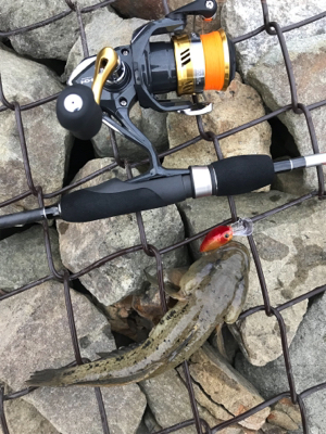 さくっとハゼクラ