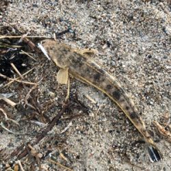 フラットフィッシュ狙い