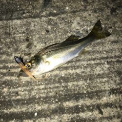 アジングでデート