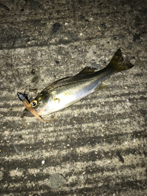 アジングでデート