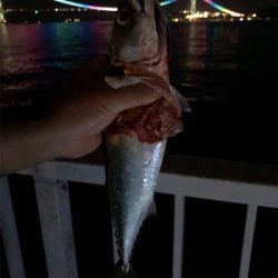 久しぶりに釣行！！サバ釣り