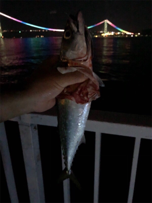 久しぶりに釣行！！サバ釣り