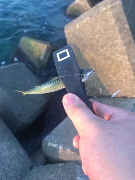 マイクロジグサビキ