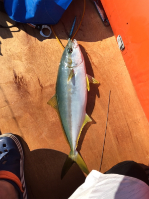 久々にヒラマサ！