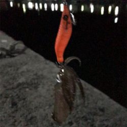 ヒイカ釣り