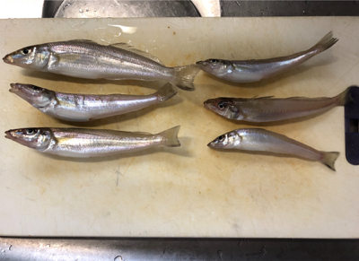 吉野川河口釣り