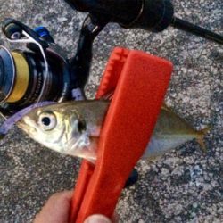 アジングのち大物1人