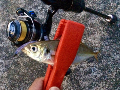 アジングのち大物1人