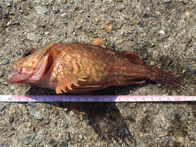 まぁまぁ釣れました