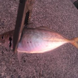 なかなかのアジ