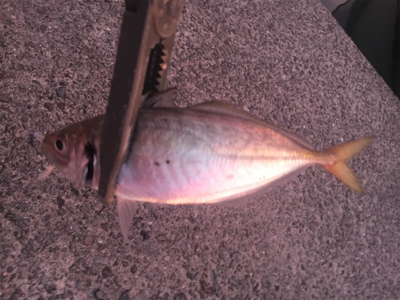 なかなかのアジ