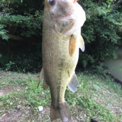 夜釣りと野池にて