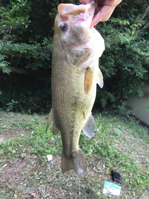 夜釣りと野池にて