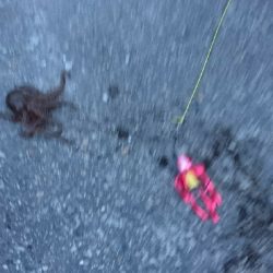 今朝は涼しかったよー