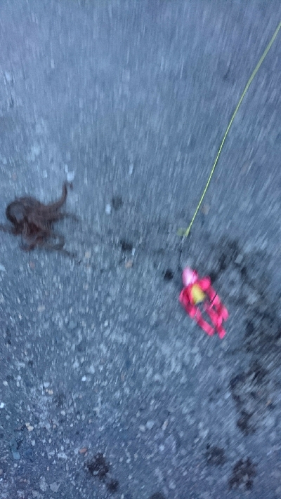 今朝は涼しかったよー